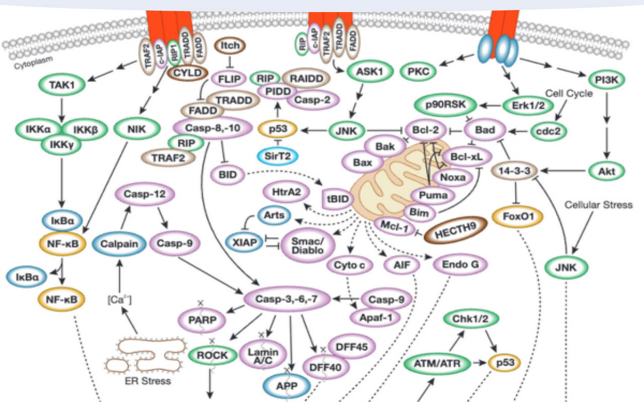 Cell death pathway diagram