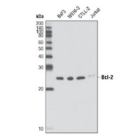 Western blot analysis of extracts from various cell lines using Bcl-2 (D17C4) Rabbit mAb.