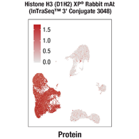 A FeaturePlot graph displays data on cultured primary T cells (Sample 1) and Human peripheral blood mononuclear cells (Sample 2), which were pooled and  processed in accordance with the InTraSeq™ 3’ protocol and analyzed using the Seurat computational package. Clean histone H3 expression was detected by Histone H3 (D1H2) Rabbit mAb (InTraSeq™ 3' Conjugate 3048) #52488.