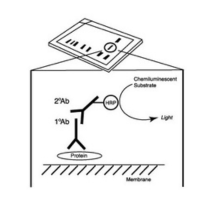 Diagram depicting how a secondary antibody with HRP associates with a primary antibody on a target and leads to signal.