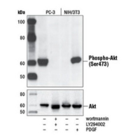 Western blot analysis of extracts from PC-3 cells, untreated or LY294002/wortmannin-treated, and NIH/3T3 cells, serum-starved or PDGF-treated, using Phospho-Akt (Ser473) (D9E) XP® Rabbit mAb or Akt (pan) (C67E7) Rabbit mAb #4691.
