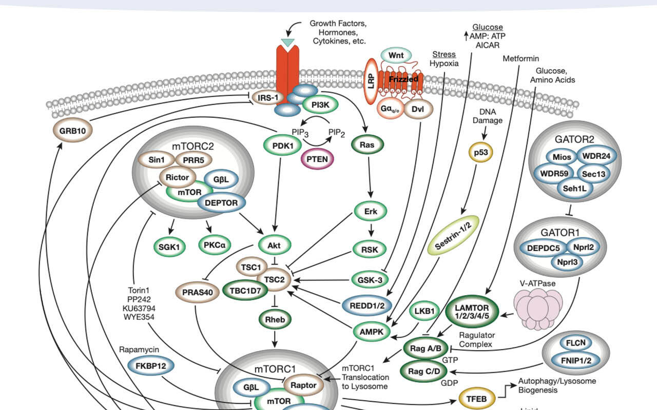 mTOR Signaling Pathway