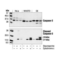 Western blot analysis of extracts from HeLa, NIH/3T3 and C6 cells untreated, staurosporine-treated.