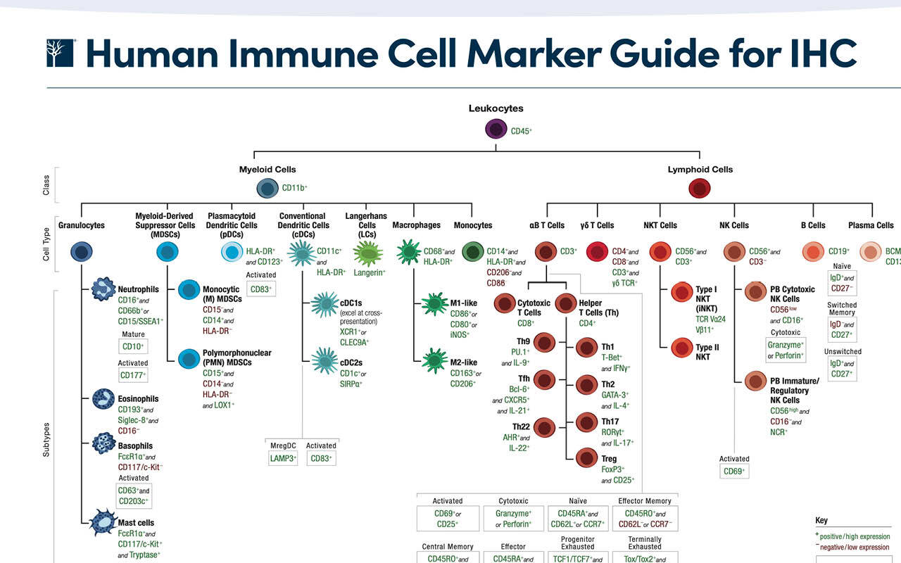Thumbnail of Human Immune Cell Marker Guides for IHC