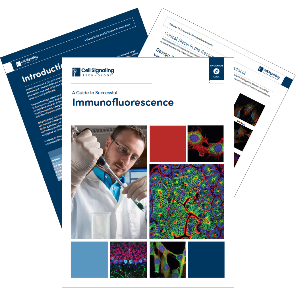 Thumbnails of A Guide to Successful Immunofluorescence