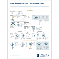 Thumbnail of Neuronal and Glial Cell Marker Atlas.