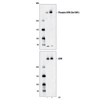 akt-email-1-product-3