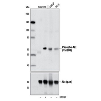 Western blot analysis of extracts from NIH/3T# cells using Phospho-Akt Pathway Antibody Sampler Kit #9916.