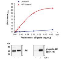 Phospho-Akt (Ser473) detection in MCF7 cells treated with IGF-1, showing ELISA absorbance data and corresponding western blot analysis of total and phosphorylated Akt.