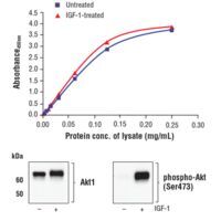 ELISA graph and western blot analyses displaying data from MCF-7 cells treated with IGF-1 to induce Akt phosphorylation at Ser473. 
