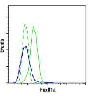 Flow cytometric analysis of HL-60 cells and IGROV-1 cells using FoxO1 (C29H4) Rabbit mAb.