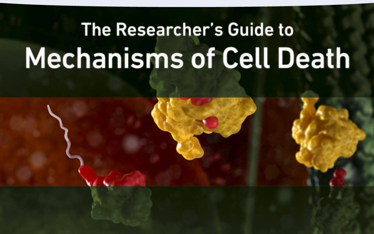 The Researcher's Guide to Mechanisms of Cell Death