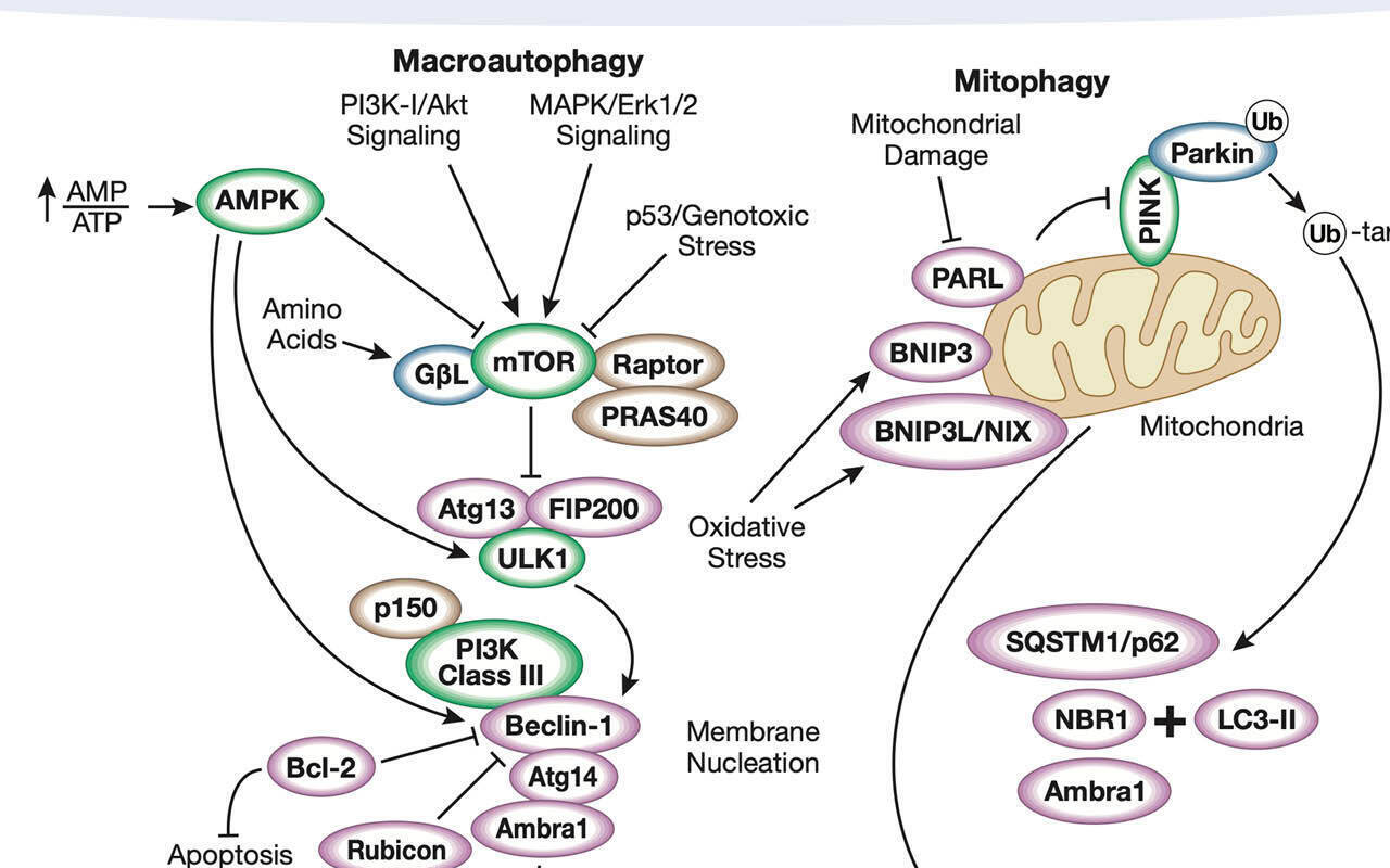 Detailed apoptosis cell death pathway diagram. 