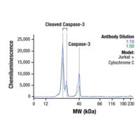 Simple Western analysis of Jurkat cell lysates using Caspase-3 Antibody #9662 at 1:10 and 1:50 dilutions