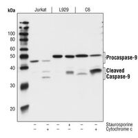 Western blot analysis of human, mouse, and rat cells untreated or treated with staurosporine or cytochrome c using Caspase 9 (C9) antibody.