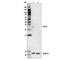 Western blot analysis of Bcl-2 knockout HeLa cells using Bcl-2 antibody