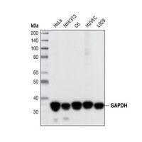 Western blot of GAPDH (14C10) Rabbit mAb #2118