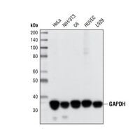 Western blot of GAPDH (14C10) Rabbit mAb #2118