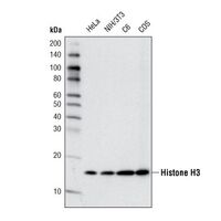 Western blot analysis of extracts from various cell lines using Histone H3 (D1H2) XP® Rabbit mAb.