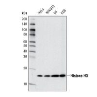 Western blot analysis of extracts from various cell lines using Histone H3 (D1H2) XP® Rabbit mAb.