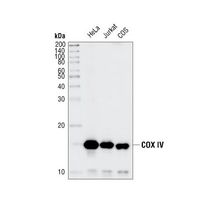 Western blot analysis of extracts from HeLa, Jurkat and COS cell lines, using COX IV (3E11) Rabbit mAb.