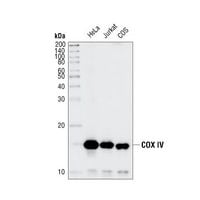 Western blot analysis of extracts from HeLa, Jurkat and COS cell lines, using COX IV (3E11) Rabbit mAb.