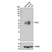 Western blot using PD-L1 (E1L3N®) XP® Rabbit mAb #13684