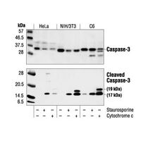 Western blot using Cleaved Caspase-3 (Asp175) Antibody #9661