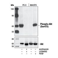 Western blot analysis of cell extracts from various cell lines using beta-Actin (13E5) Rabbit mAb.