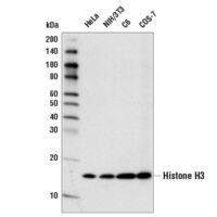 Western blot analysis of extracts from various cell lines using Histone H3 (D1H2) XP® Rabbit mAb. 
