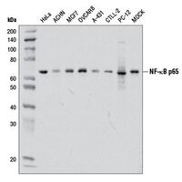Western blot with NF-κB p65 (D14E12) XP® Rabbit mAb #8242
