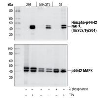 Western blot with Phospho-p44/42 MAPK (Erk1/2) (Thr202/Tyr204) (D13.14.4E) XP® Rabbit mAb #4370