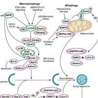Detailed diagram showing the autophagy signaling pathway