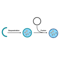 A diagram showing sequestration and fusion of cells.