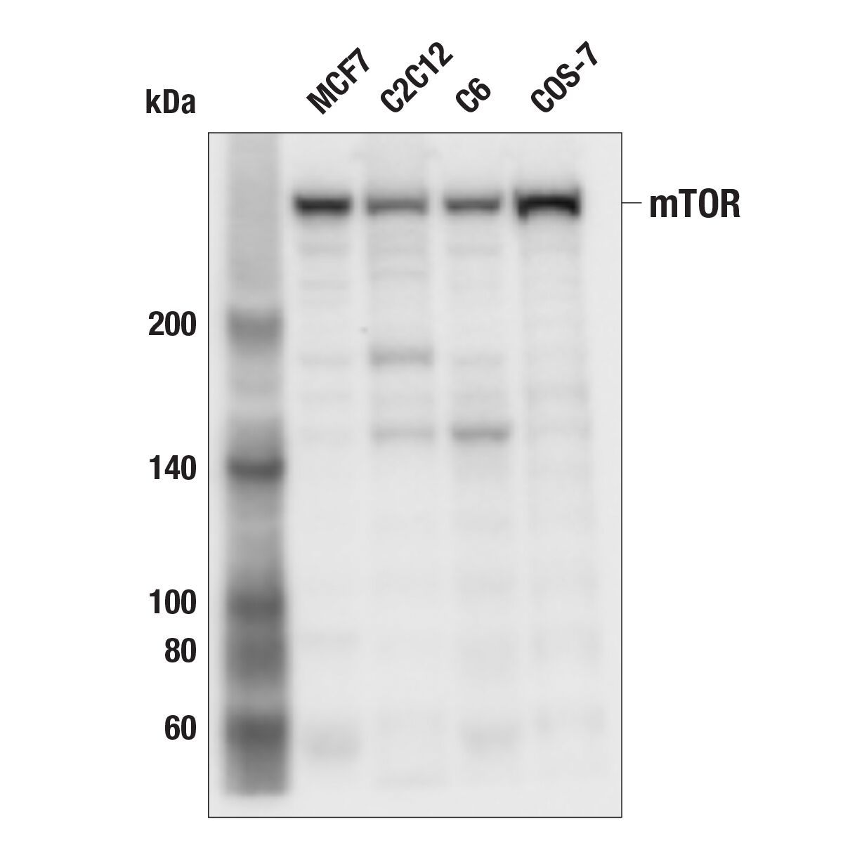 Western blot analysis of extracts from various cell lines using mTOR antibody.