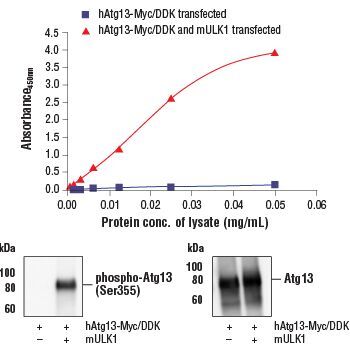 ELISA absorbance data showing increased phosphorylation of 4E-BP1 at Thr37/46 in MCF7 cells after amino acid replenishment, with total 4E-BP1 levels unchanged. Corresponding western blots display  phospho-4E-BP1 (Thr37/46) and total 4E-BP1.