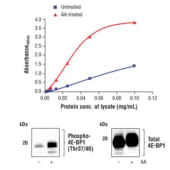 ELISA absorbance data (top) showing increased phosphorylation of 4E-BP1 at Thr37/46 in MCF7 cells after amino acid replenishment, with total 4E-BP1 levels unchanged. Corresponding western blots (bottom) display phospho-4E-BP1 (Thr37/46) (left) and total 4E-BP1 (right).