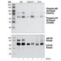 Western Blot analysis using phospho-p70 S6 Kinase antibody.