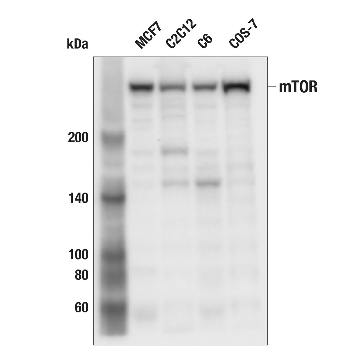 Western blot analysis of extracts from various cell lines using mTOR monoclonal antibody.