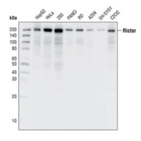 Western blot analysis of extracts from various cell lines, using Rictor monoclonal antibody.