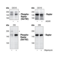 Four Western blot images detailing the analysis of untreated cells or cells treated with AICAR or oligomycin using Phospho-Raptor (Ser792) antibody or Raptor Antibody.