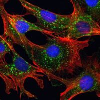 Immunofluorescence analysis using mTOR antibody.