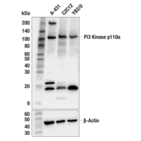 Western blot analysis of extracts from various cell lines using PI3 Kinase p110α antibody.