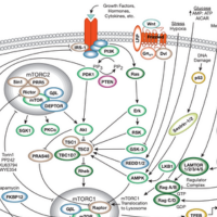 mTOR signaling pathway diagram