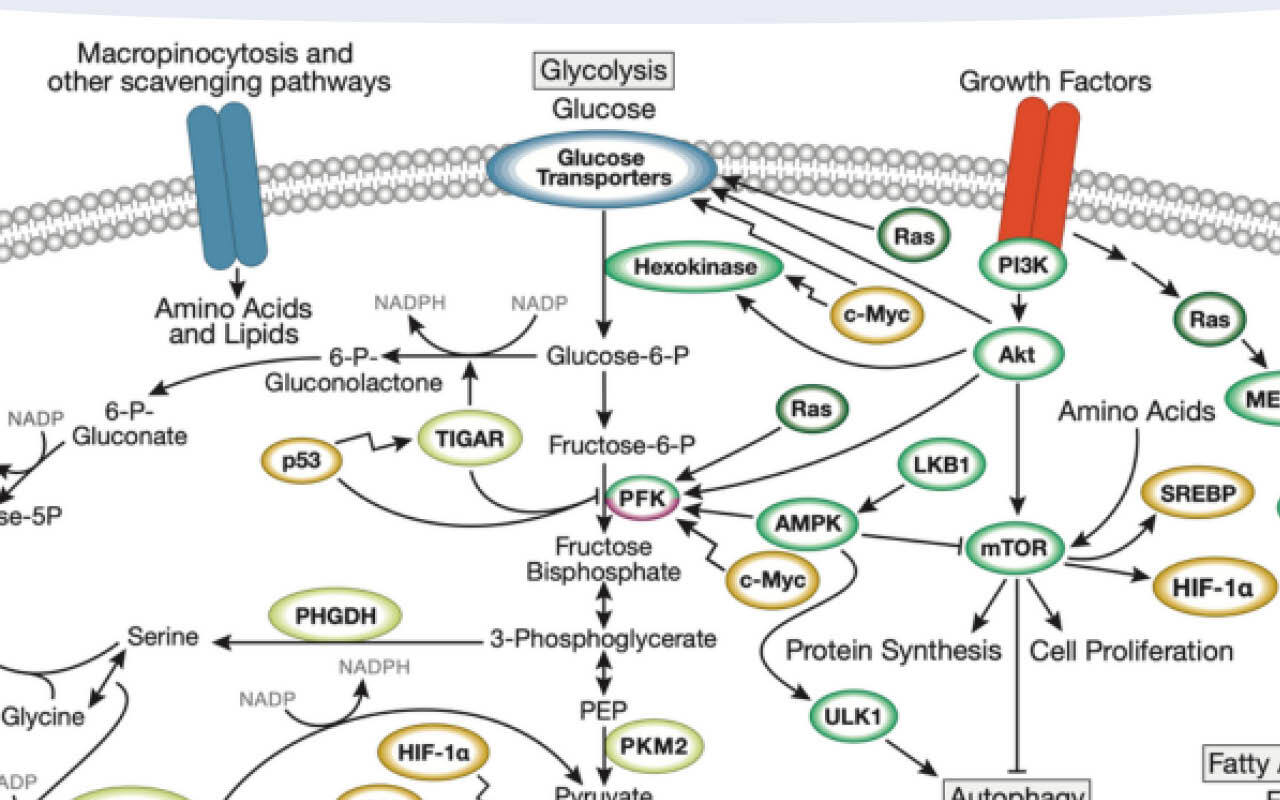 Warburg effect pathway diagram