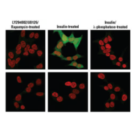 Phopsho-4E-BP1(Thr37/46) (236B4) Rabbit mAb #2855