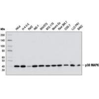 Western blot analysis of extracts from various cell lines using p38 MAPK (D13E1) XP® Rabbit mAb.