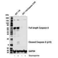 Western blot analysis of extracts from HCT 116 and CRISPR/Cas9 caspase-8 knockout (KO) HCT 116 cells, untreated (-) and treated with Staurosporine #9953 (1 μM, 4 hr; +), using Caspase-8 (F5K9P) Rabbit mAb and GAPDH (D16H11) XP® Rabbit mAb #5174.