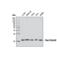 Western blot analysis of extracts from various cell lines using Rac1/Cdc42 Antibody.