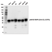 Western blot analysis of extracts from various cell lines using p44/42 MAPK (Erk1/2) (137F5) Rabbit mAb.